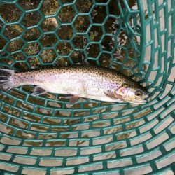 朽木渓流魚センタールアーフィールド